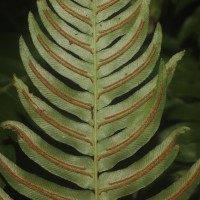 Blechnum occidentale L.